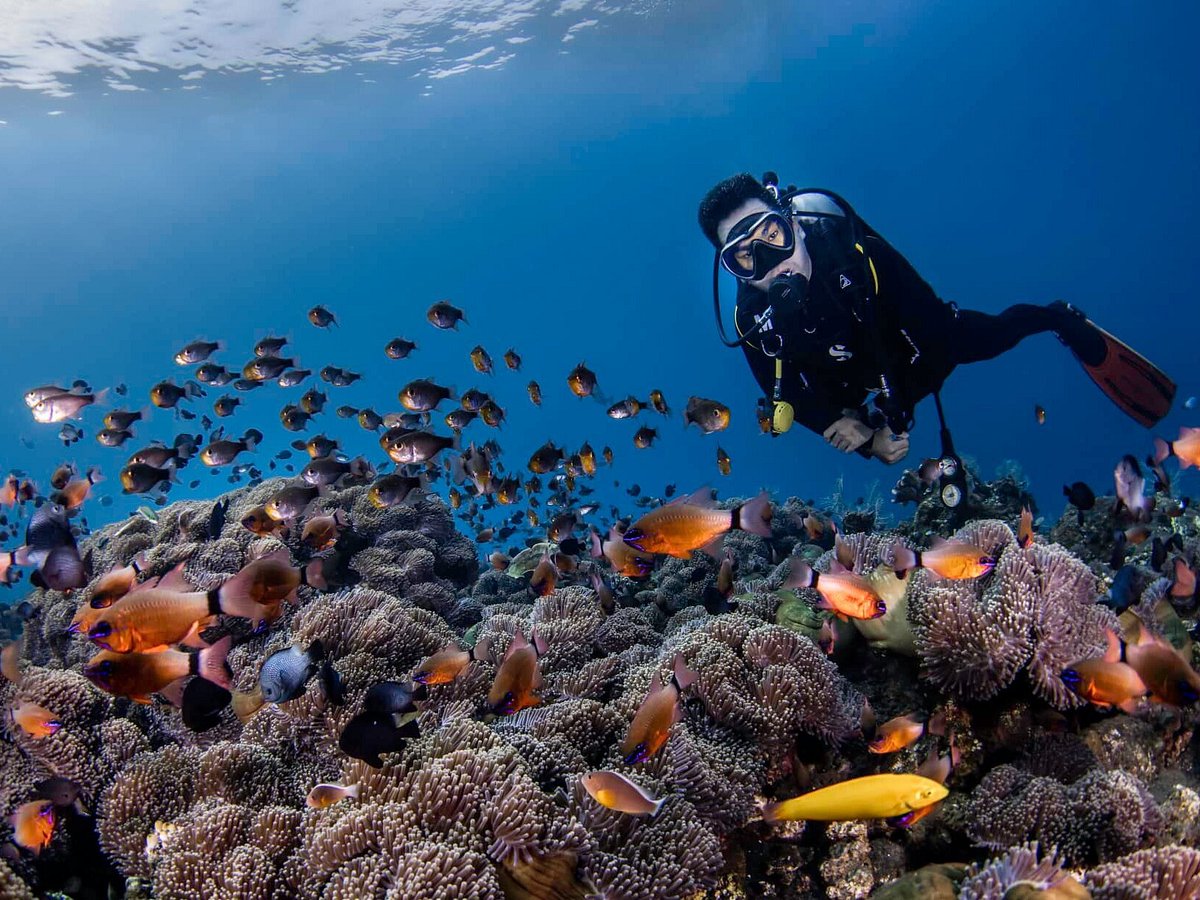 Scuba Diving